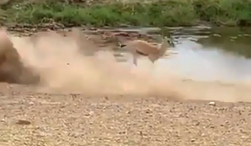 KAKAV MESI, KAKAV RONALDO Ovakav antologijski lažnjak antilope prije nije viđen (VIDEO)