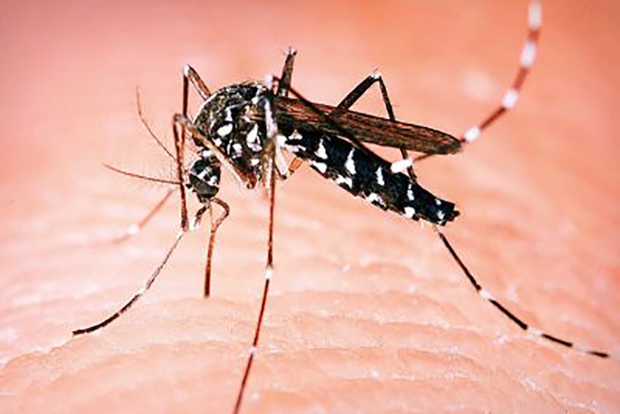 "ZANIMA IH SAMO OVAKVA KRV" Doktor otkriva kako da vas komarci NE UJEDAJU