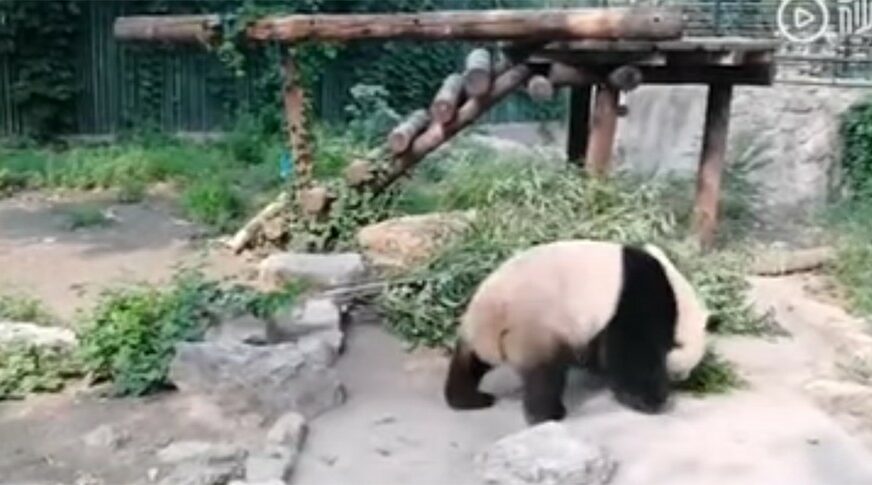 SRAMOTNO Turisti gađali kamenjem pandu u pokušaju da je "razbude" (VIDEO)