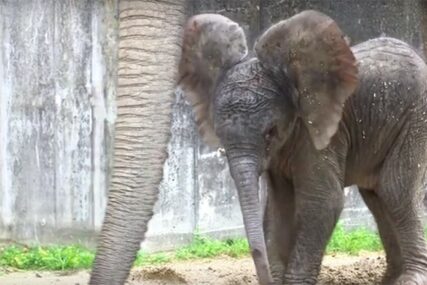 PRIZOR KOJI TOPI SRCA Bečki zoološki vrt bogatiji za mladunče afričkog slona (VIDEO)