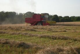 "Ko god može, neka je skladišti" Ratari odlučniji nego ikad da pšenicu NE DAJU ZA MALE PARE