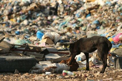 OPASNI OTROV ILI IZVOR ZARADE Gdje završava 20.000 tona životinjskog otpada