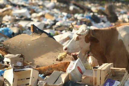 ŠOKANTAN PRIZOR NA DEPONIJI IZNAD DRVARA Domaće životinje jedu smeće, otrovni zalogaj ih MOŽE UBITI (FOTO)
