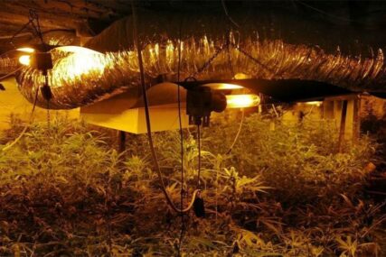 UHAPŠENI OTAC I SIN U Srpcu uzgajali marihuanu u tri velike hale