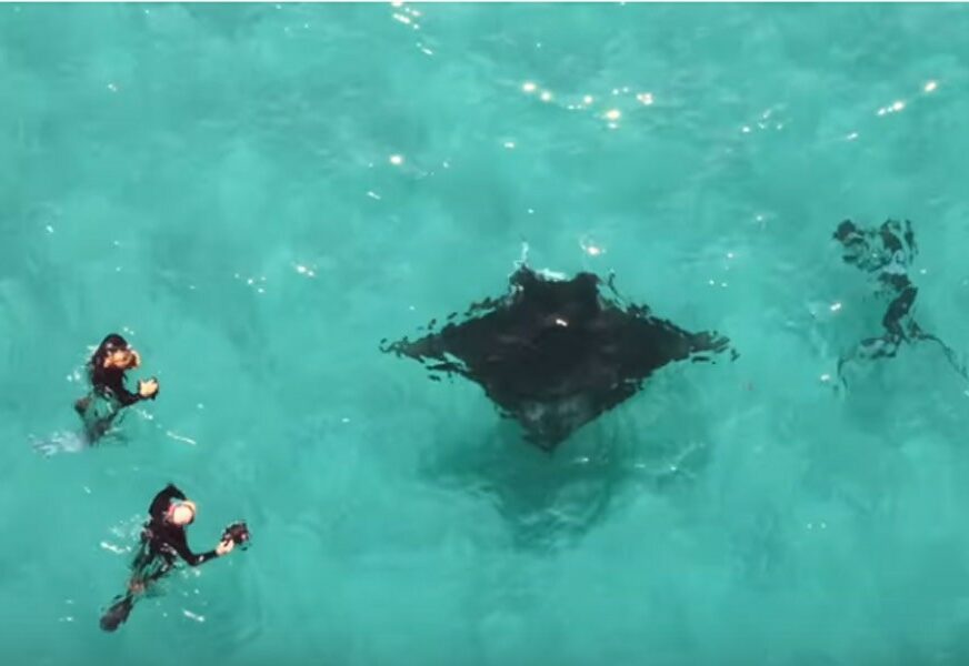 NEOČEKIVAN POTEZ Divovska raža potražila pomoć ronilaca (VIDEO)