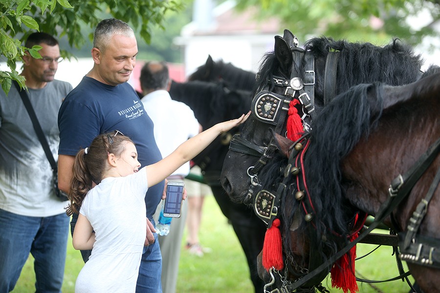 PLEMENITE ŽIVOTINJE OSVOJILE SRCA MALIŠANA Porodica Malić konje uzgaja iz čiste ljubavi (FOTO)