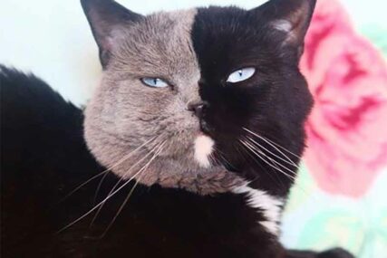 Uživa u svojih PET MINUTA SLAVE: Mačka sa dva lica je nova ZVIJEZDA INSTAGRAMA (FOTO)