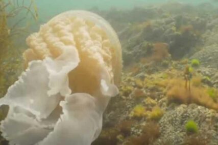ZAPANJUJUĆI SUSRET Meduza veličine čovjeka iznenadila morskog biologa (VIDEO)