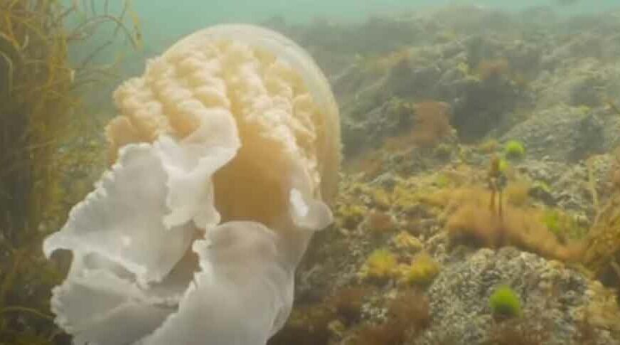 ZAPANJUJUĆI SUSRET Meduza veličine čovjeka iznenadila morskog biologa (VIDEO)