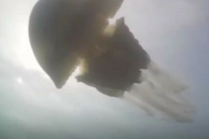 BIOLOZI U ŠOKU Meduza veličine čovjeka zbunila morske biologe (VIDEO)