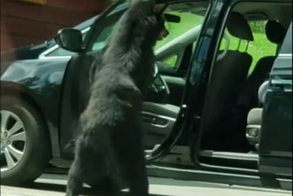 BEZ PROBLEMA Medvjed nonšalantno otvara vrata i ulazi u automobil (VIDEO)