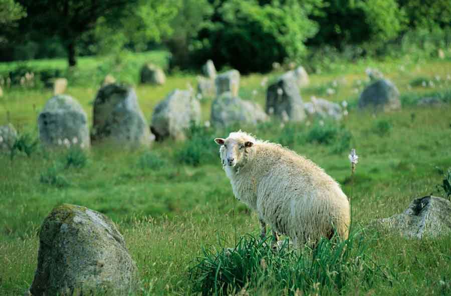 Jedinstven oglas za one kojima je DOSTA SVEGA: Čuvajte ovce za 25.000 evra na pustom ostrvu