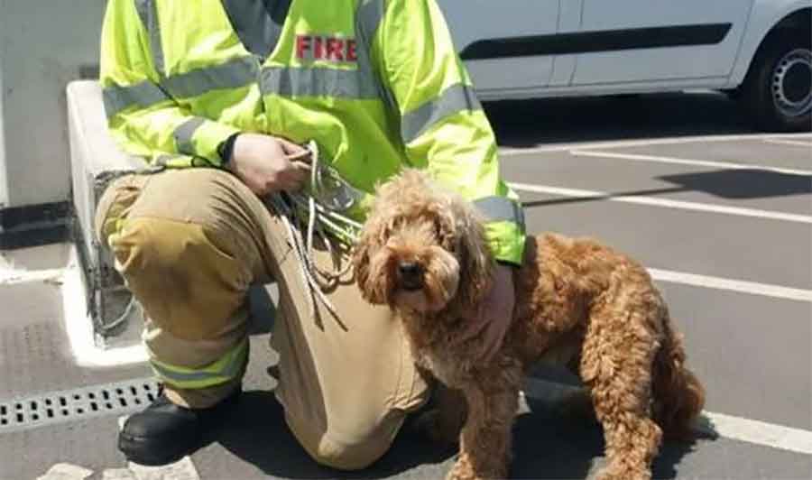 BERTI JE SPASEN Vatrogasci izvukli psa iz automobila izloženog OPASNIM VRUĆINAMA (FOTO)