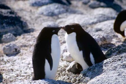 NEOBIČNI RAZBOJNICI Pingvini podigli policiju NA NOGE, “provalili” u suši prodavnicu