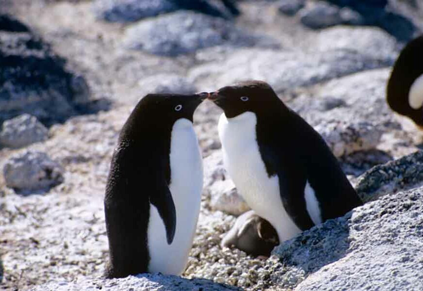 Istraživači OTKRILI: Pingvini komuniciraju kao ljudi, u pozivu za parenje koriste KRATKE RIJEČI