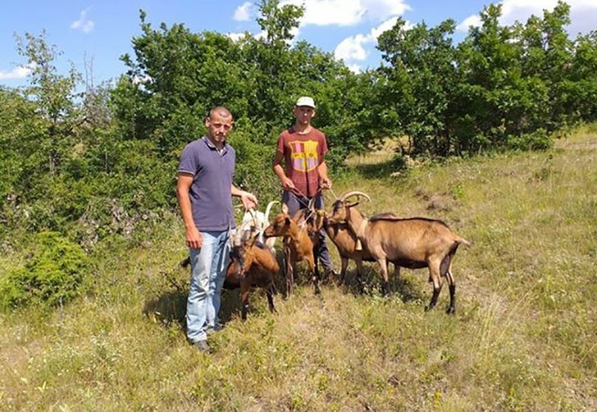 U SRPSKOJ SKUPLJENA POMOĆ SRBIMA SA KOSOVA Šesnaestočlanoj porodici obezbijedili novac za stado koza