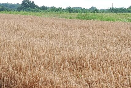 Zasijano 13.960 hektara ovog žita: Rekordan prinos pšenice u Semberiji