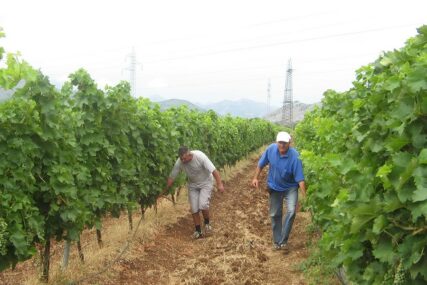 Crnogorci u Trebinju traže BERAČE GROŽĐA: Nedostatak sezonaca osjećaju i poljoprivrednici