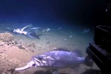 NEVJEROVATAN PRIZOR Riba u jednom zalogaju progutala morskog psa (VIDEO)
