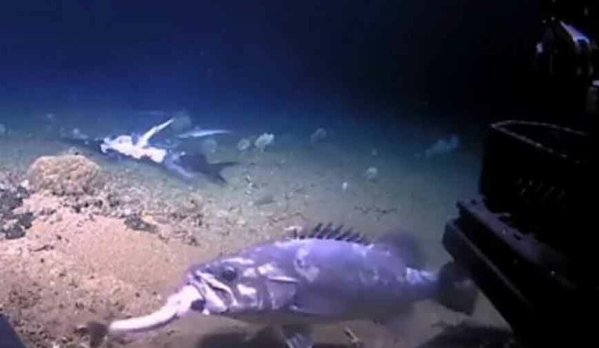 NEVJEROVATAN PRIZOR Riba u jednom zalogaju progutala morskog psa (VIDEO)