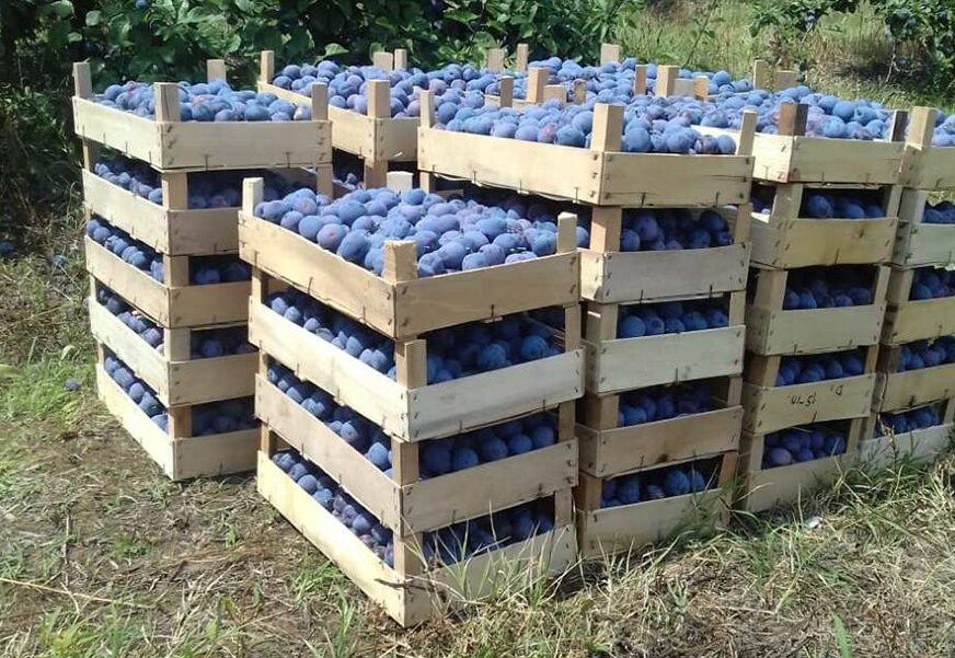 Utvrđeni ostaci pesticida iznad propisanog nivoa: Zabranjen uvoz 400 kilograma šljiva iz Sjeverne Makedonije