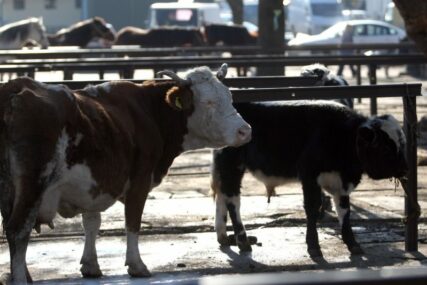 Nova Topola ponovo ima stočnu pijacu: Srijeda je dan za trgovanje poljoprivrednim proizvodima i živom stokom