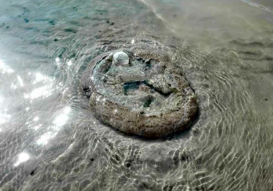 POJAVIO SE SUNĐER Neobičan gost na gradskoj plaži, NAJMLAĐI POSEBNO ODUŠEVLJENI