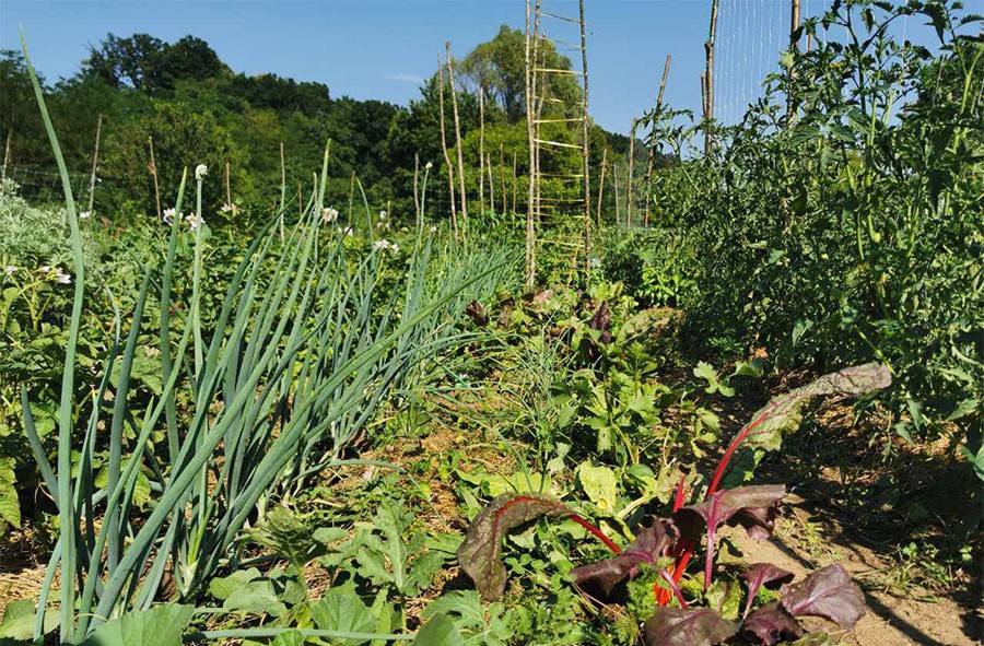 Soda bikarbona čini ČUDA u vašoj bašti: Čisti zemlju, pospješuje rast biljaka (FOTO)