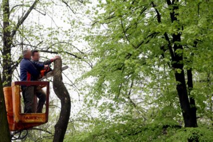 Zabrinuti Banjalučani: "Građanskoj patroli" prijavljen veliki broj trulih stabala