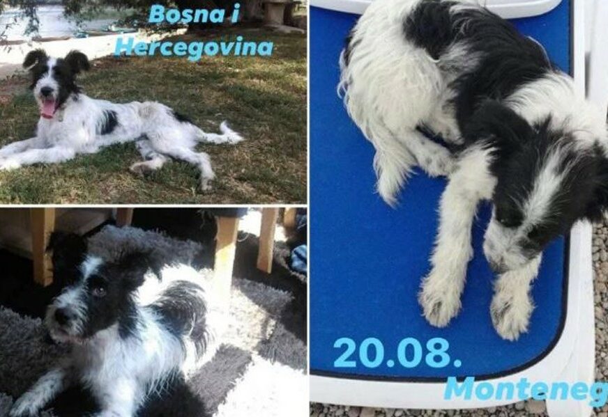 DANIMA ČEKAO VLASNIKE Izgubljeni psić na plaži u Crnoj Gori sada ima NOVI DOM (FOTO)
