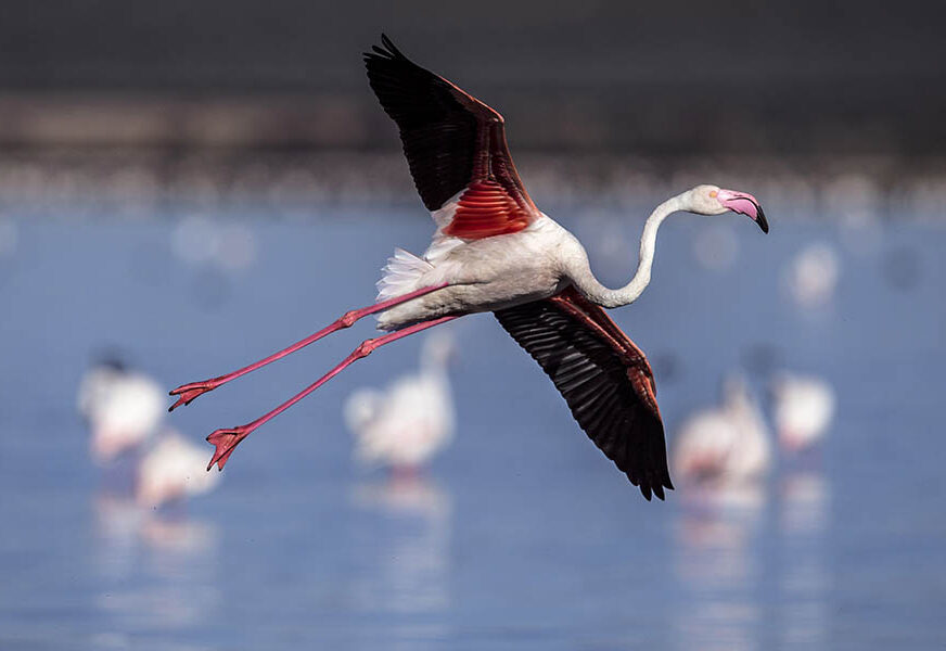 HIT NA INTERNETU Flamingo beba koja pokušava stajati na jednoj nozi (VIDEO)