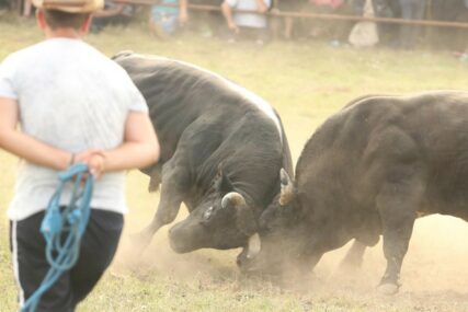 Baš zapeo da pobijedi! Duman iz Velsa dovodi još dva bika na Kočićev zbor, za bodače iskeširao više od 33.000 evra (FOTO)