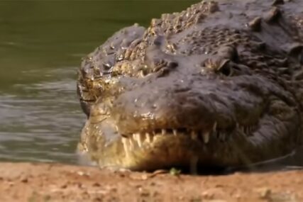 IMAO LUDU SREĆU Krokodil muškarca zgrabio za glavu, Mark je uspio golim rukama otvoriti čeljusti životinje i izvući se (VIDEO)