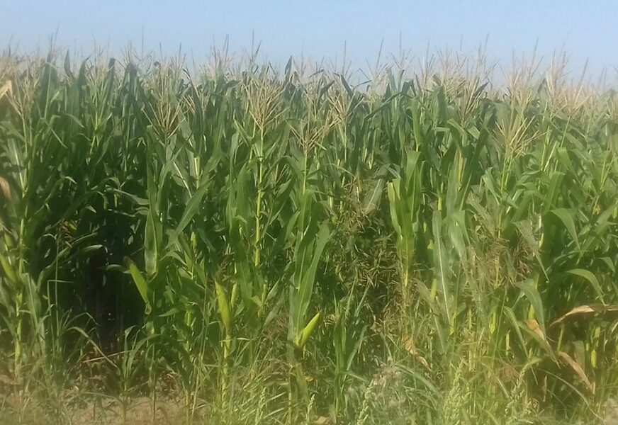 SEMBERSKI RATARI NA MUKAMA Rod kukuruza uništilo “crvenilo”