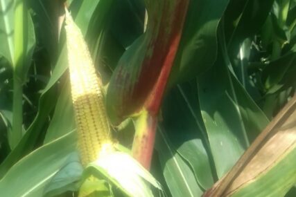 NEMA INTERESOVANJA ZA PŠENICU Rast cijena kukuruza i suncokreta