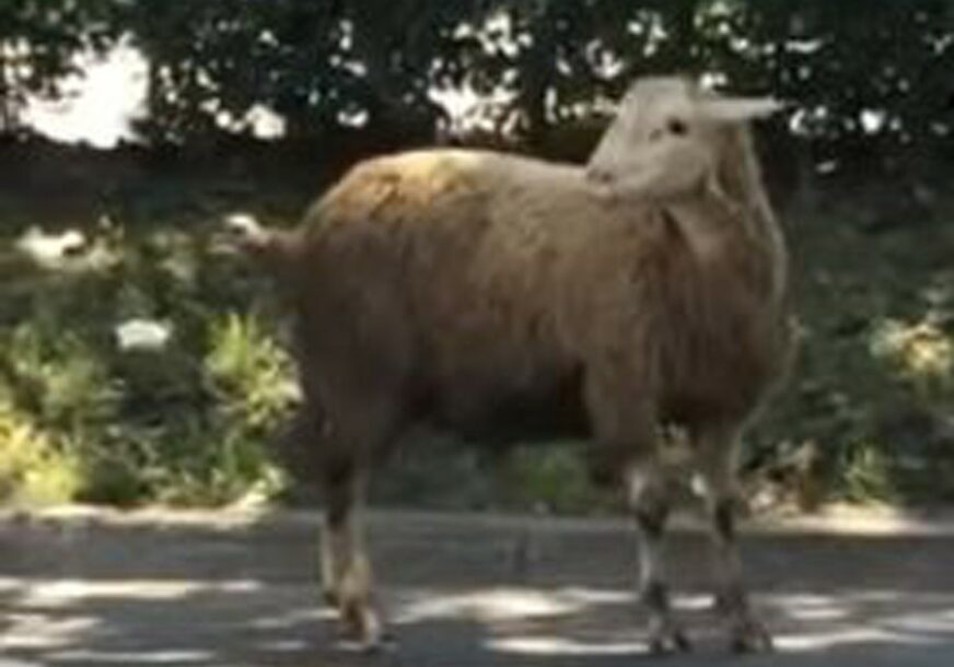 VOZAČI U ČUDU Čovjek ganjao odbjeglu ovcu po sarajevskoj ulici (VIDEO)