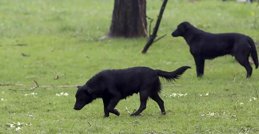 Za nekoliko dana otrovana tri psa “Uginuo je za samo deset minuta u najvećim mukama”