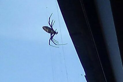 Ukoliko se nastane to može da bude naporno: Nekoliko načina da spriječite ulazak paukova u kuću
