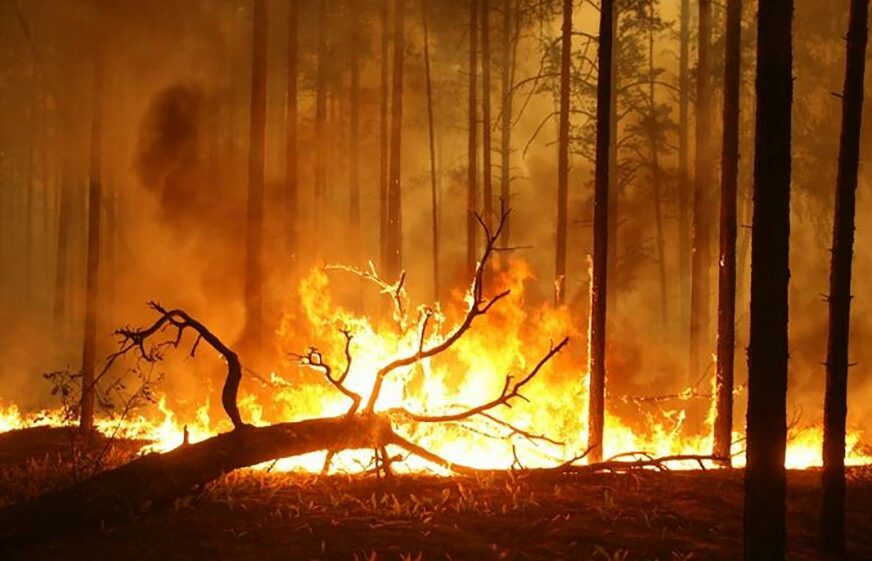 BUKTINJA SE NE SMIRUJE Aktivno više od 130 šumskih požara, hiljade ljudi učestvuje u gašenju