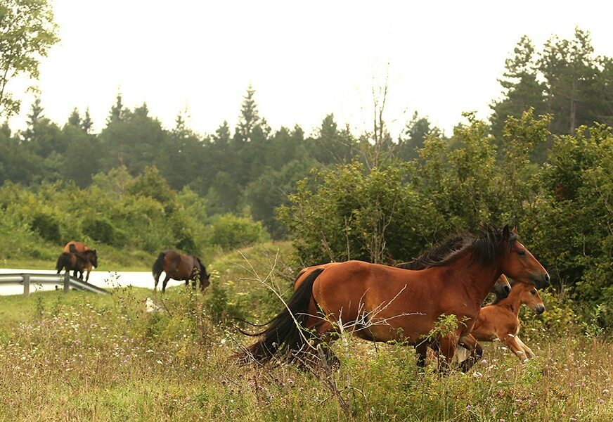 BEZ HRANE ZBOG SUŠE U Kazahstanu uginuli konji leže razbacani po sušnoj stepi