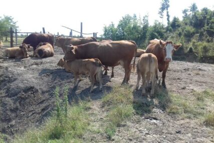 Porodica Dragić u opustjelom selu otkrila najisplativiji sistem tova u govedarstvu
