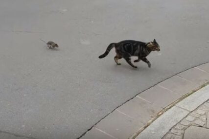 KO SE KOGA PLAŠI Pogledajte kako miš ganja mačku (VIDEO)