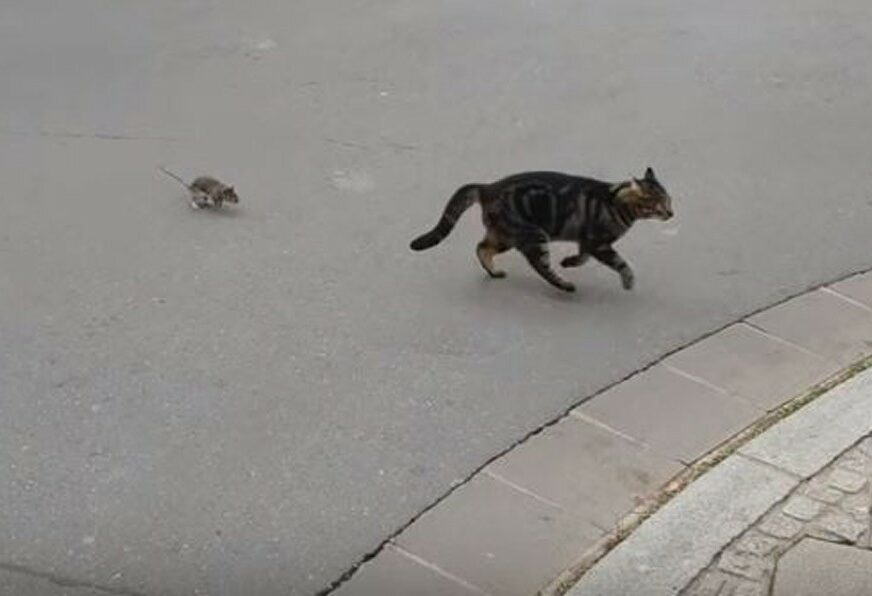 KO SE KOGA PLAŠI Pogledajte kako miš ganja mačku (VIDEO)