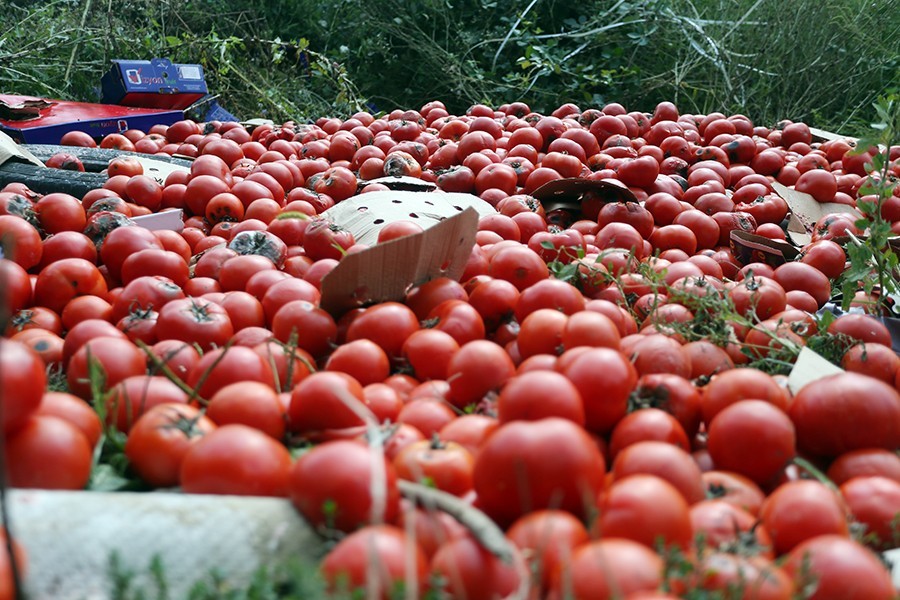 Četiri razloga da paradajzu odsiječete vrh: Nećete znati šta da radite sa tolikim plodovima