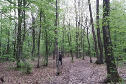 OKLIZNUO SE I PAO SA LITICE Mladić iz Teslića (33) POGINUO prilikom sječe drva u šumi