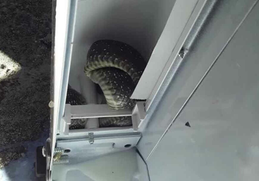 NESVAKIDAŠNJA AKCIJA Žena iz Trebinja u frižideru našla zmiju, dugu metar i po i AGRESIVNU