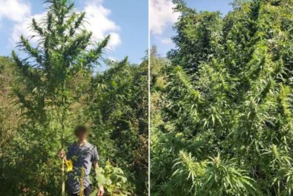 NOVI REKORD Policija pronašla najvišu stabljiku marihuane u BiH