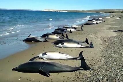 PALICAMA I SJEKIRAMA NASRNULI NA ŽIVOTINJU Uhapšene tri osobe zbog ubistva rijetke vrste delfina