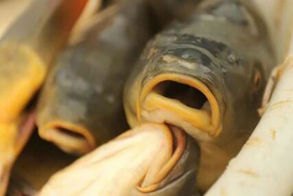 Velika šteta: Uginulo više od 90.000 lososa zbog curenja hlora iz rezervoara