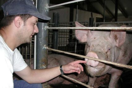Inspektori pretresaju stočne pijace u Lijevču: Visoke kazne za ILEGALNU TRGOVINU svinjama